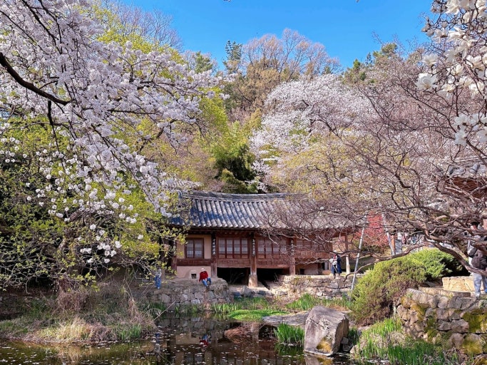 대전 우암사 벚꽃사진