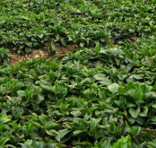 취나물 효능 부작용 칼로리 고르는법