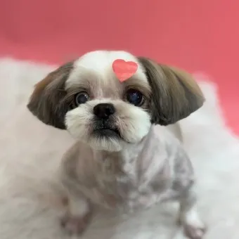 시츄 분양 가격 성격 장단점_15