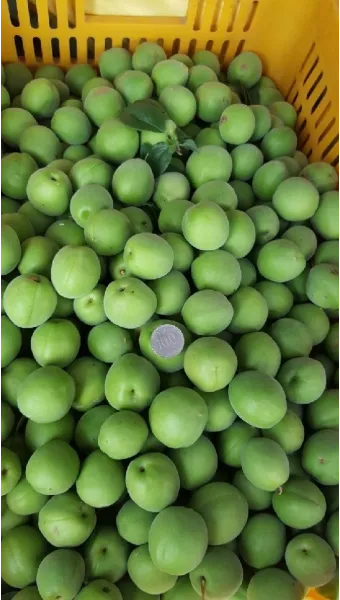 매실 수확 시기 매실장아찌 매실청 매실주 담그는 법_12