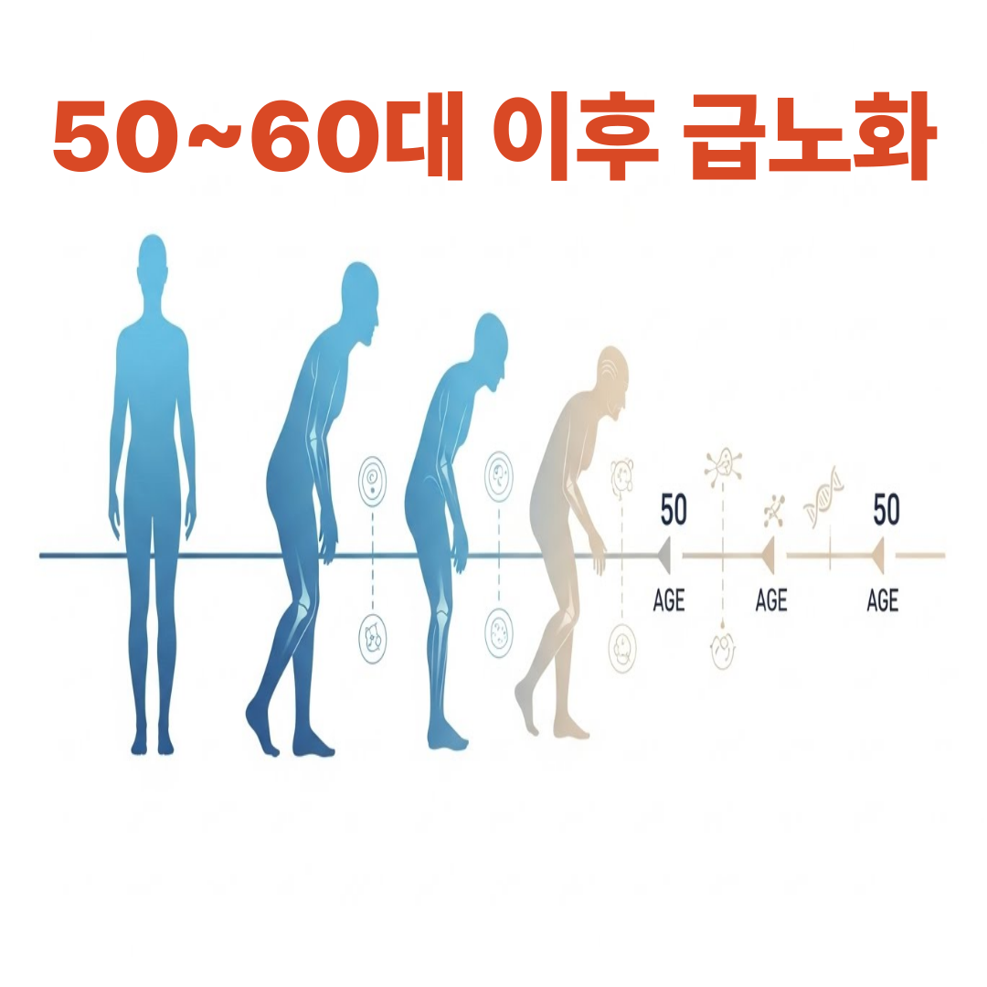 50~60대 급노화