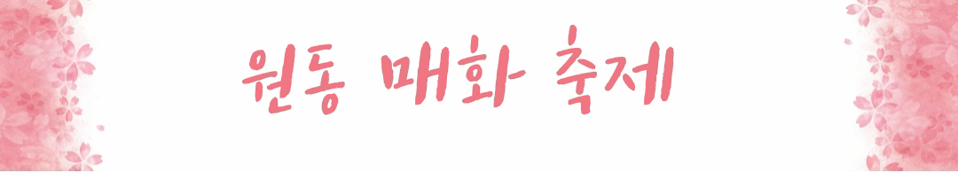 원동 매화 축제