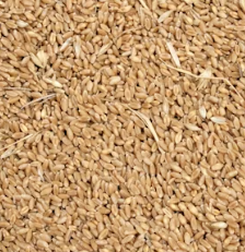 카무트 효소 효능 및 먹는법 총정리