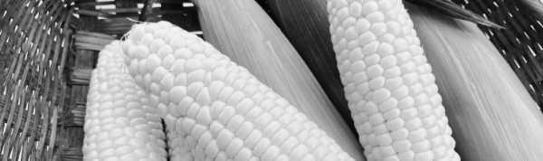 초당옥수수 찌는법