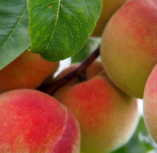 제사상 금기시 음식