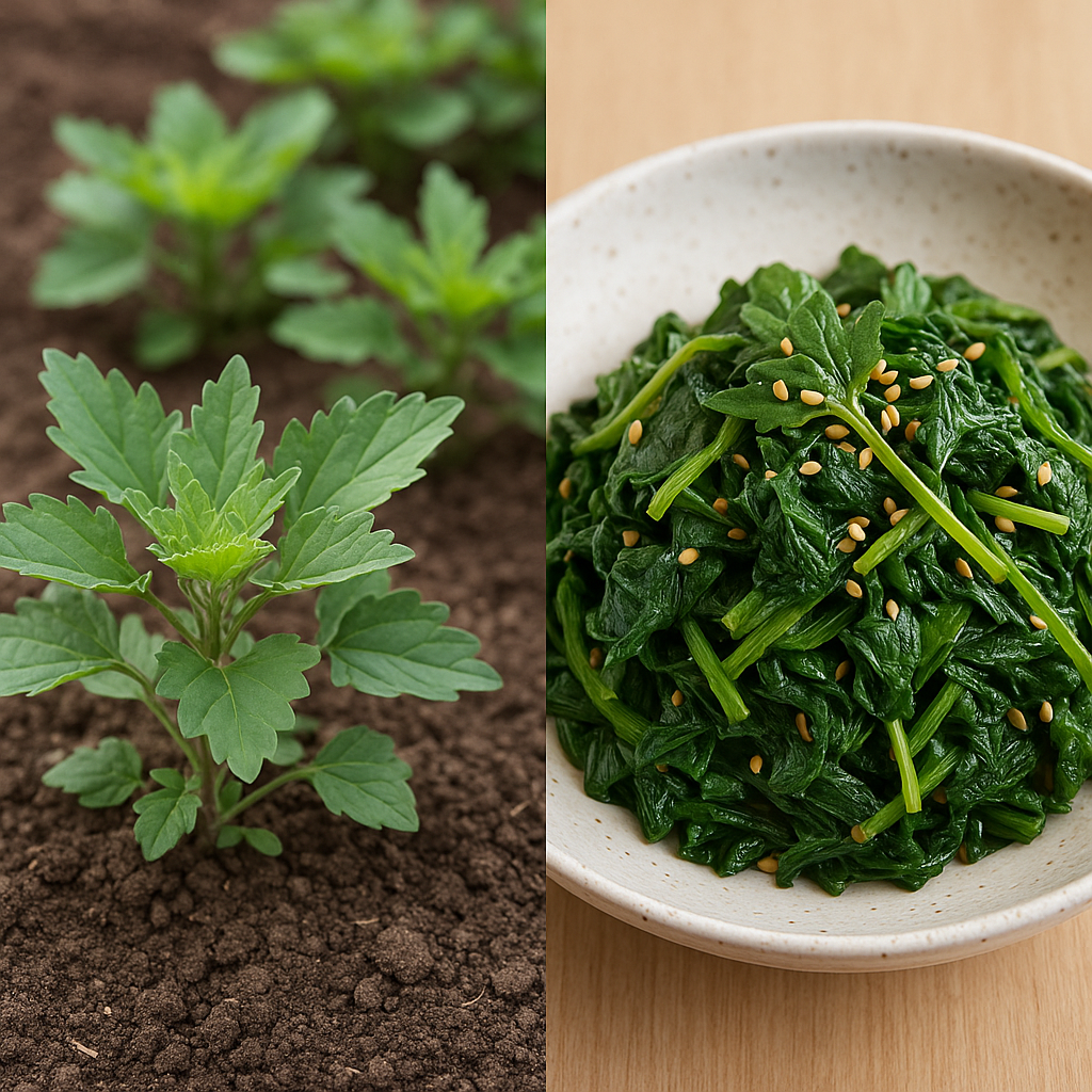 열오름나물 재배와 나물무침 요리 모습