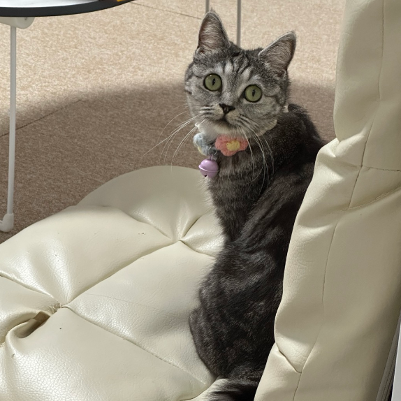 고양이 눈 번쩍