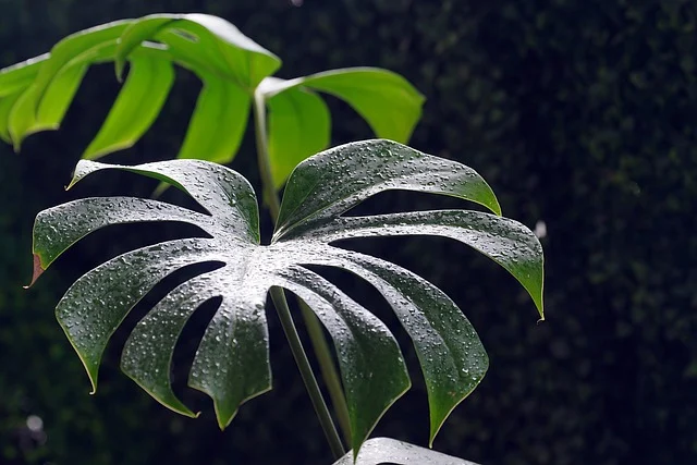 실내 인테리어에 어울리는 독특한 식물 7가지