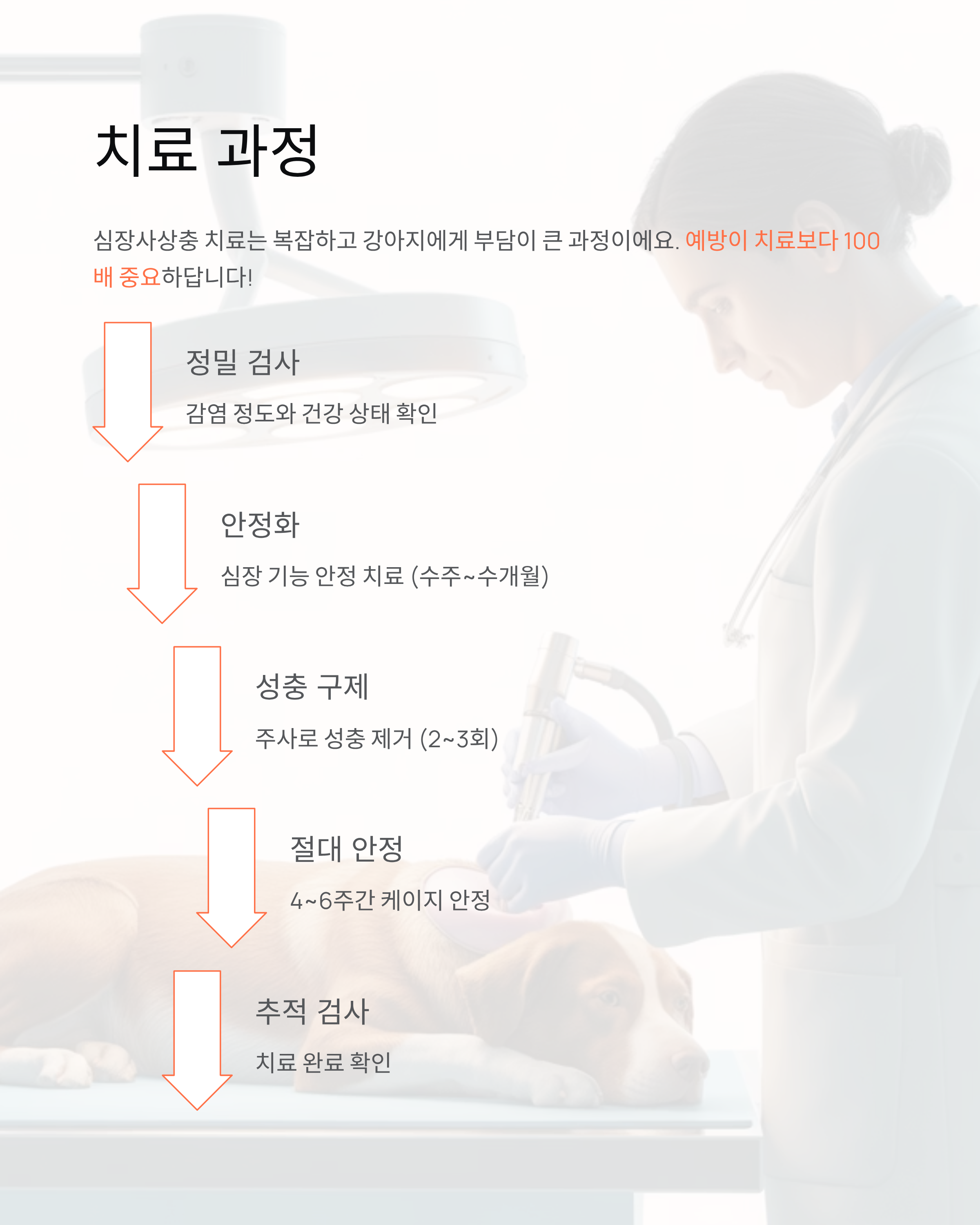 강아지 심장사상충 ❤️ 증상·예방약·치료 완벽 가이드!