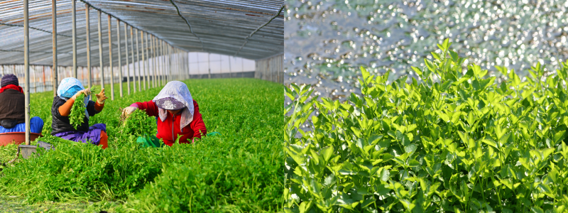 밭미니라와 논미나리 실제 촬영 이미지