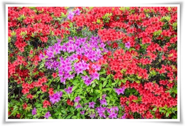 "진달래꽃" 나보기가 역겨워 가실 때에는 ... 봄을 알리는 분홍빛 향연!