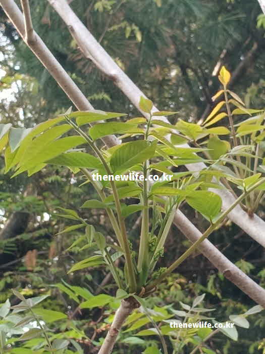 가죽나물 효능 영양성분 루틴