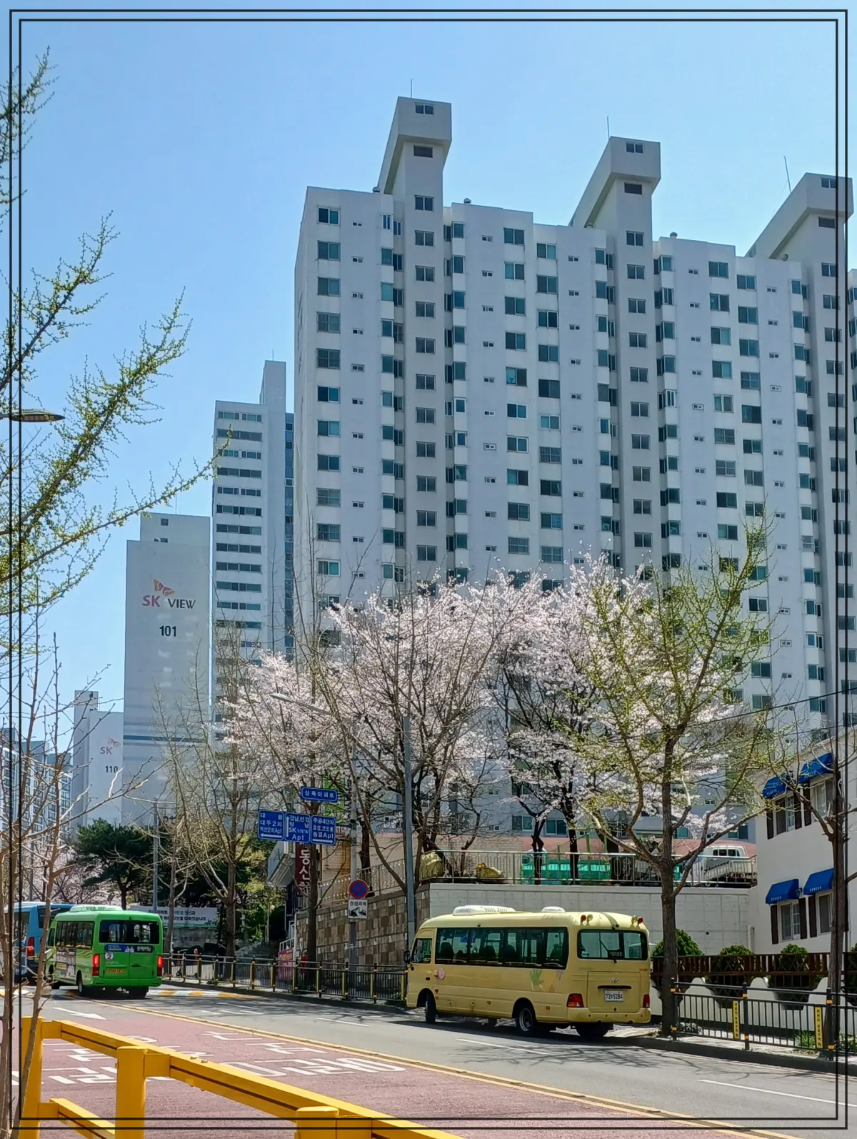 벚꽆이-피어있고-사진의-절반이상의-뒷배경으로-아파트-단지가보임-앞부분에-도로가-있고-도로에-유치원-1대와-마을버스-그냥-버스-보임-대낮