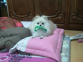 강아지 훈련 시키는 방법 : 사회성 훈련방법&amp;#44; 간식