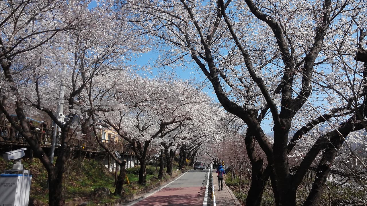 벚꽃로드 1