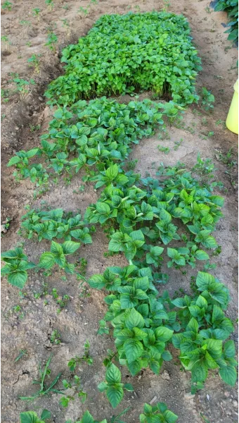 중부지방 들깨 파종시기 및 재배법 농사 팁 정리_25