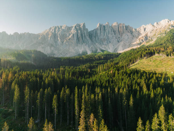 산림기술사