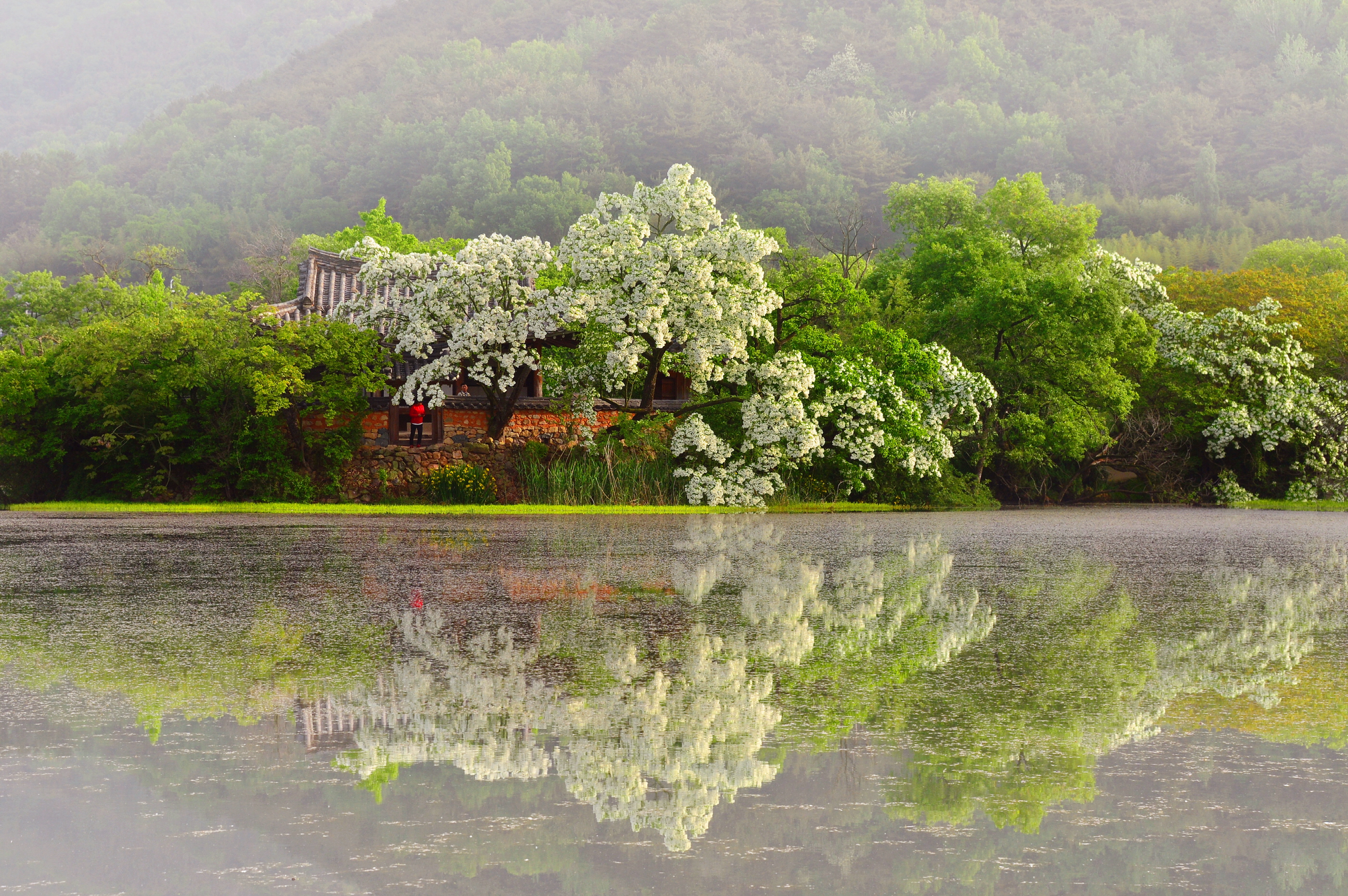 밀양 위양지 이팝나무 개화시기