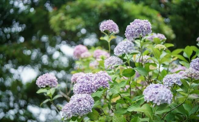 6월 제주도 가볼만한 곳