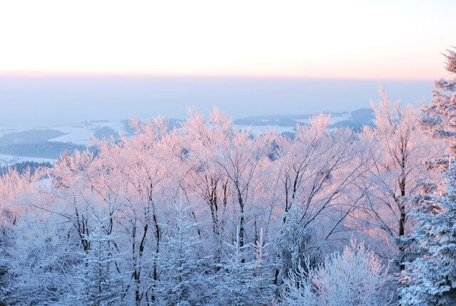 하얗게 눈이 쌓인 나무들에게 아침 햇살이 퍼지는 모습