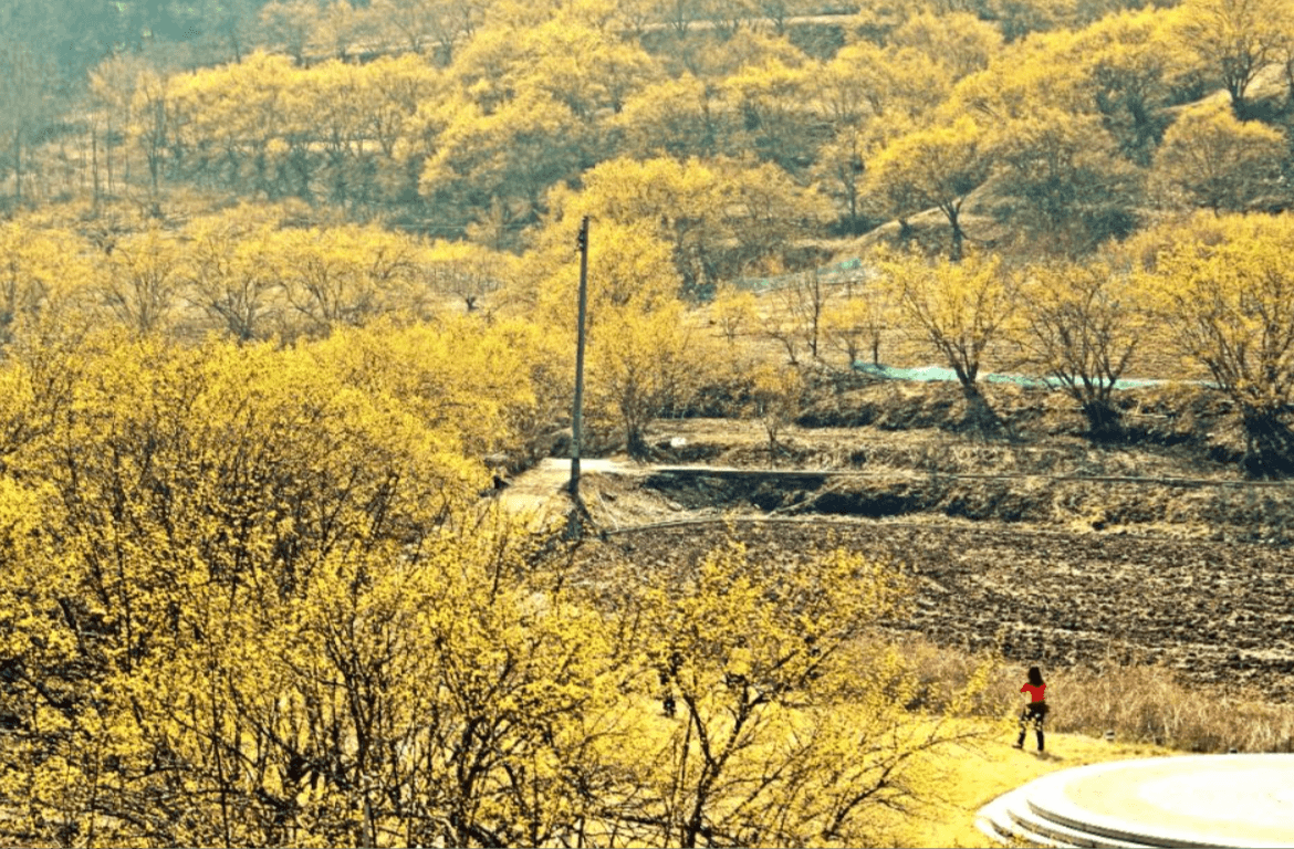 의성 산수유 축제 일정