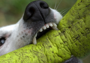 강아지 나오는 꿈 물리는 꿈