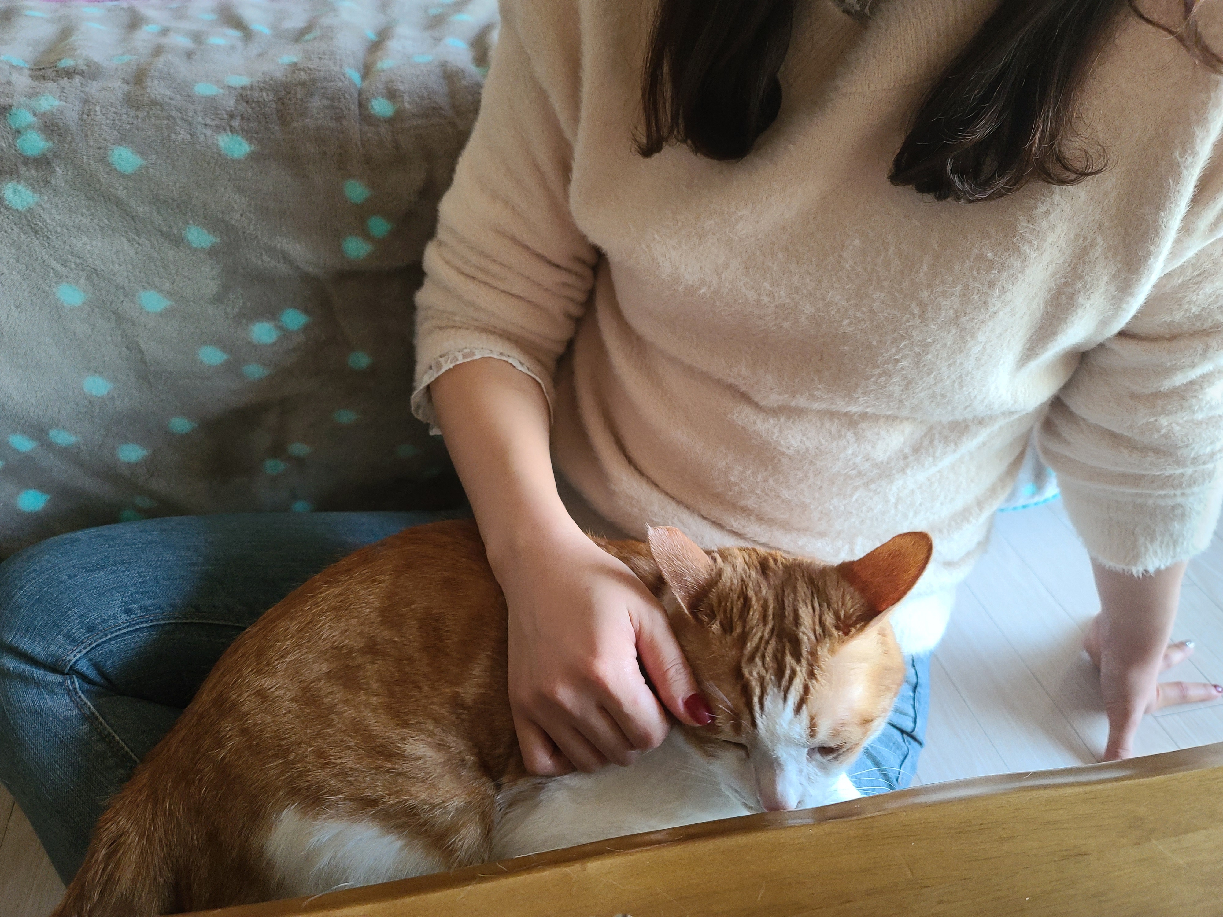 사실...호야랑 막둥이는 접대냥이었다!(feat.원조 접대냥 루나와 재밌는포즈 루디)