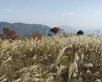 황매산 억새축제_25