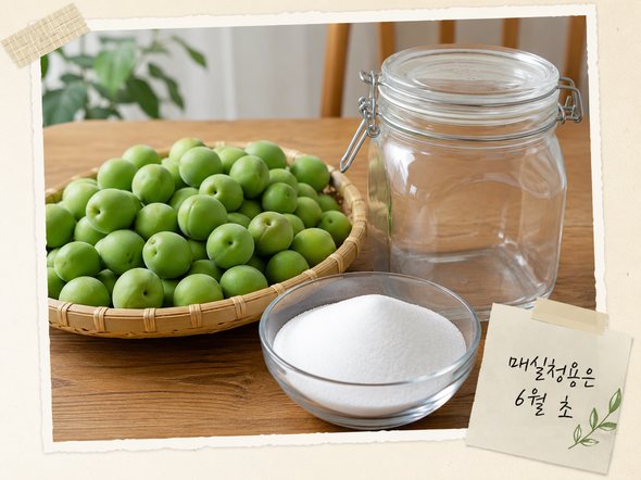 매실 수확시기