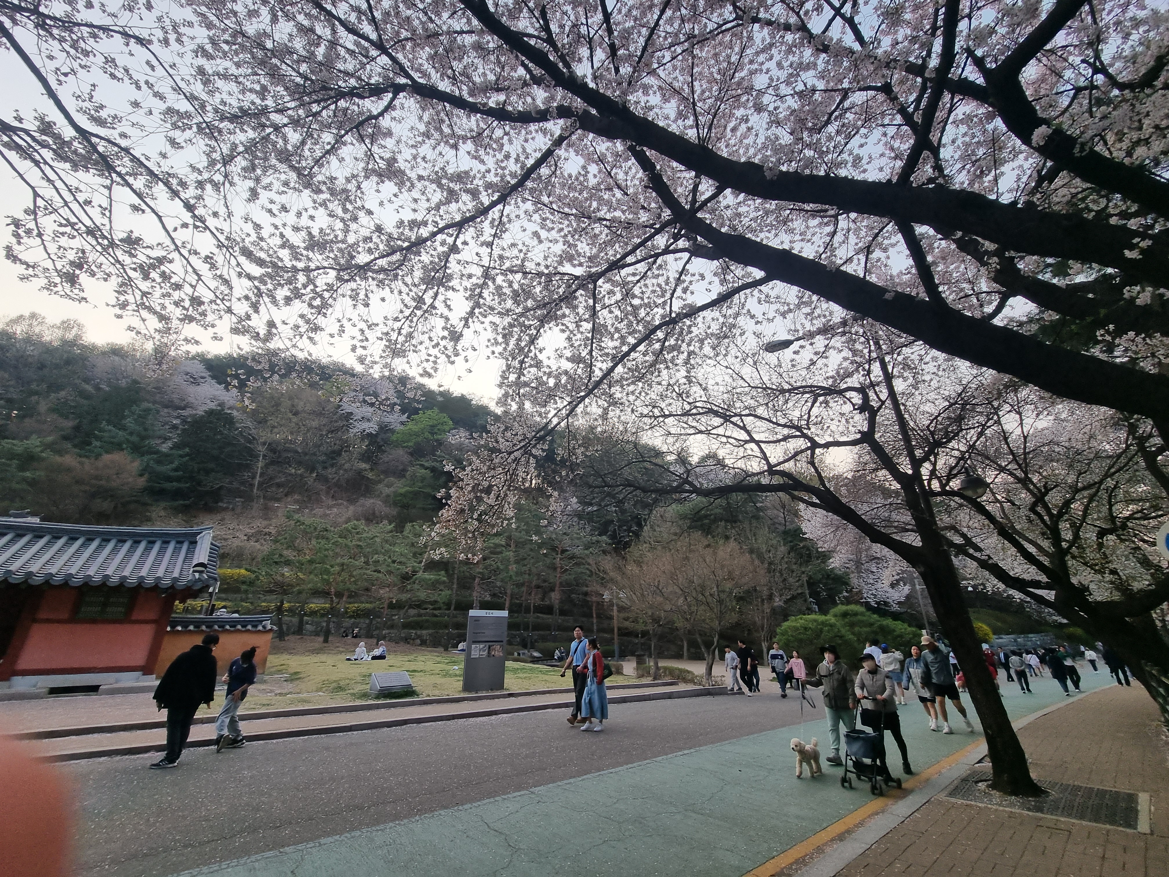 경기도청 봄꽃 축제