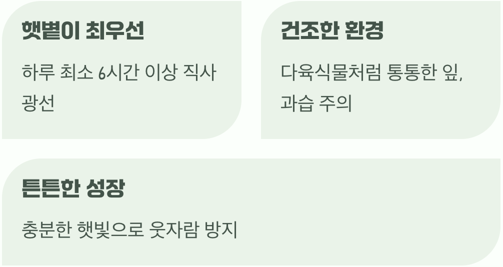 채송화를 위한 최고의 환경 만들기