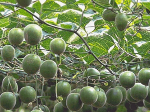 설탕 대신 사용 가능한 대체 감미료의 모든 것