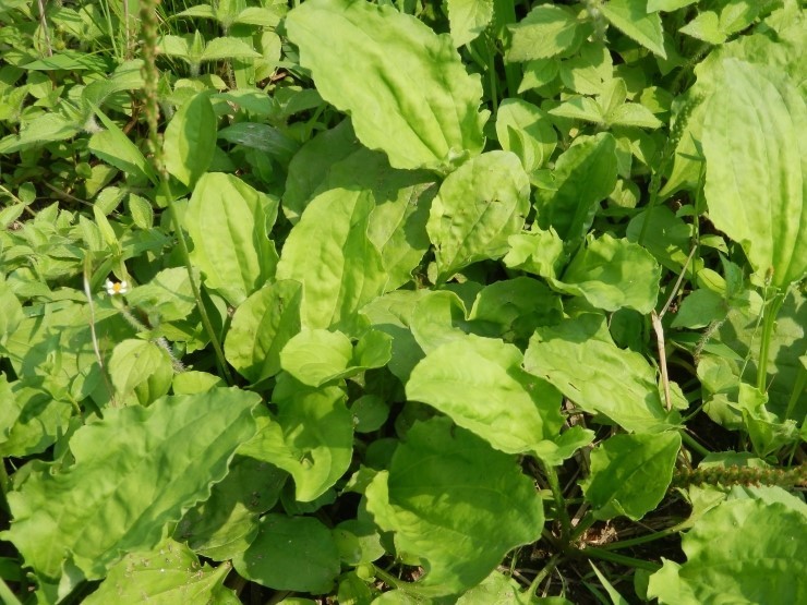 plantain 5