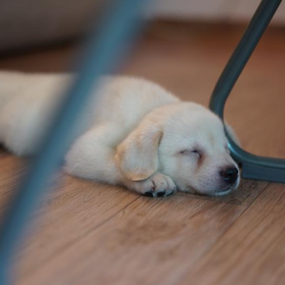 흰색 아기 강아지가 바닥에 엎드려 자고 있다.