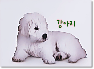 안녕soni
사역견 코몬도르 강아지