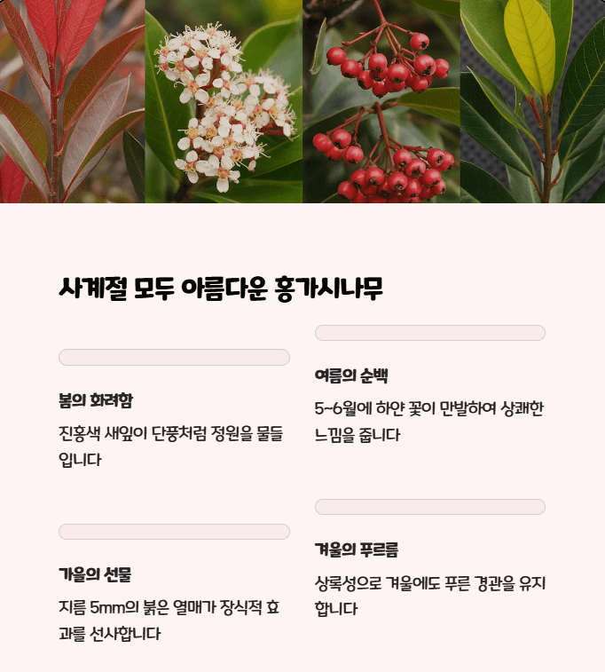 홍가시나무