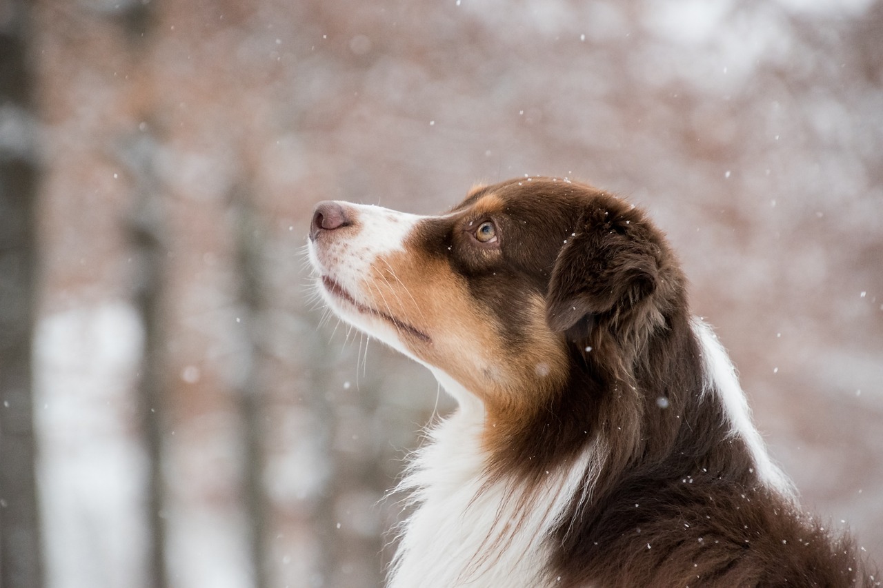 오스트레일리안 셰퍼드(Australian Shepherd)