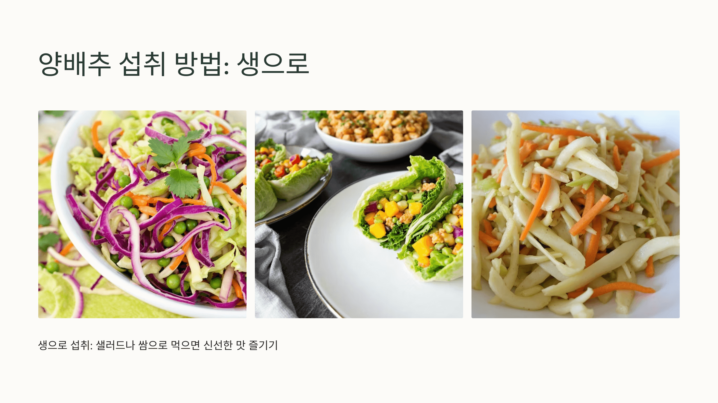 양배추 사진입니다.