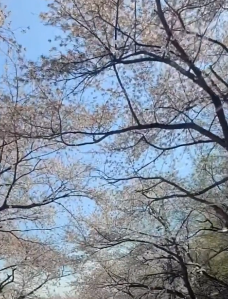 충남 벚꽃 명소 드라이브 코스 베스트 5 (각원사, 원성천, 공주 동학사, 서산 문수사, 서산 개심사 )