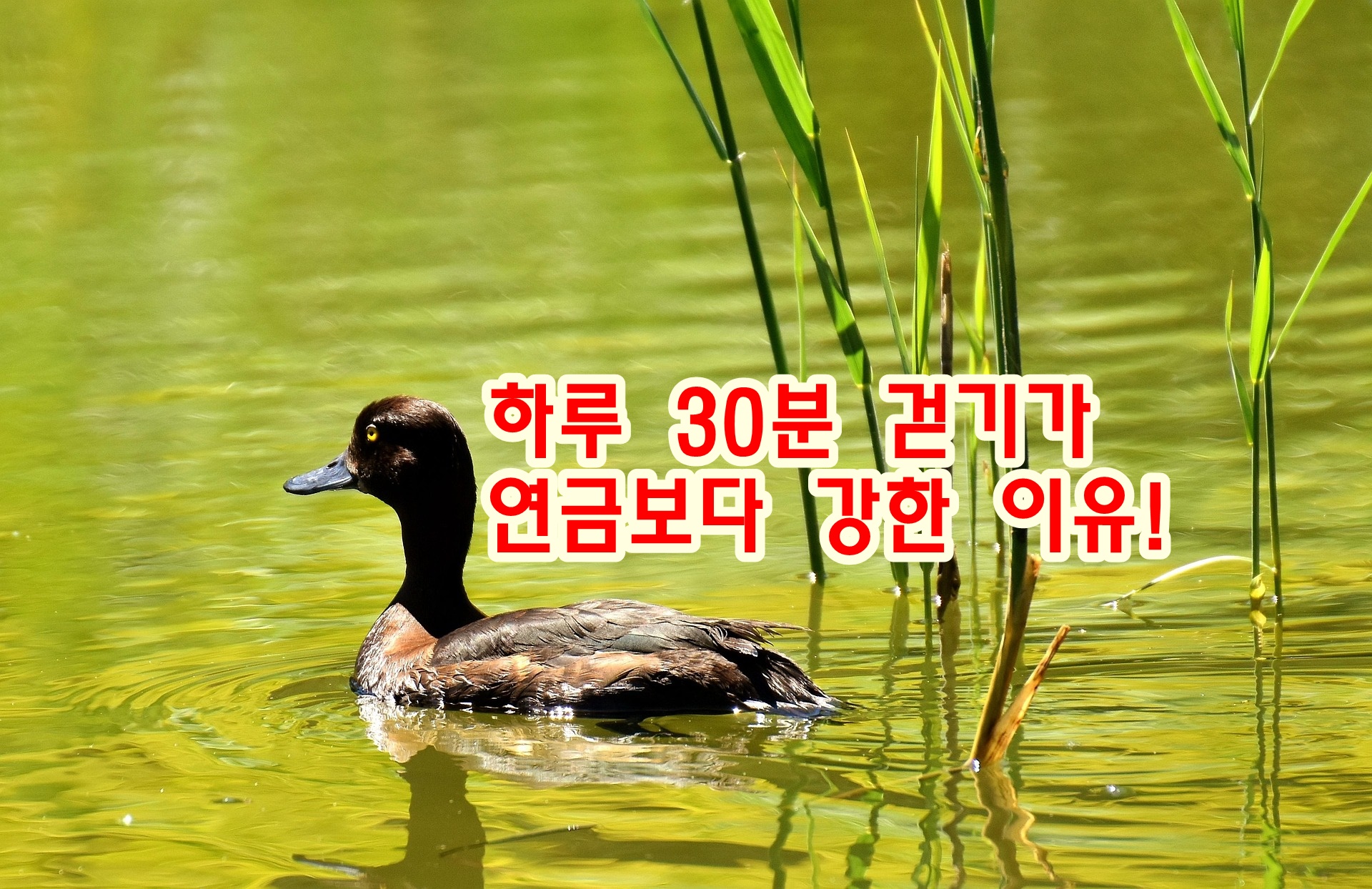 하루 30분 걷기가 연금보다 강한 이유!