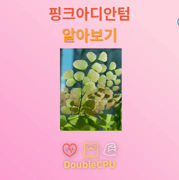 핑크아디안텀 탐구