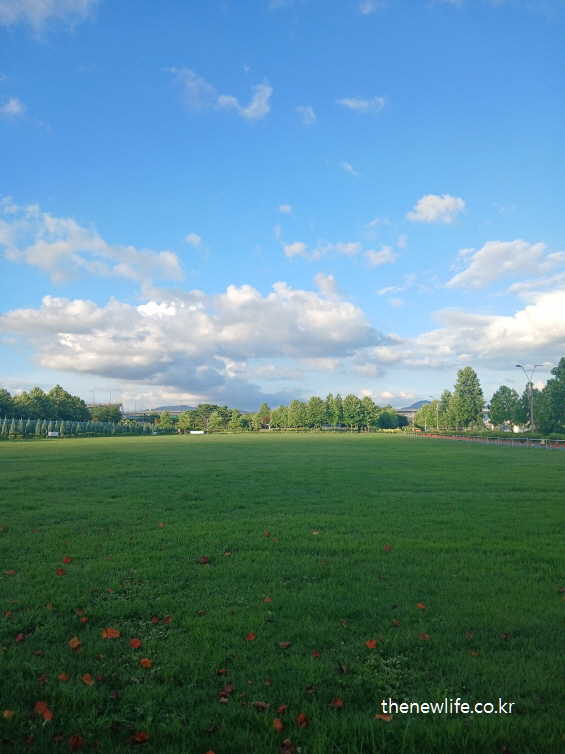 Wide grassy field at Guri Hangang Park with flower petals, ideal for sensory grounding and mental clarity through barefoot walking/꽃잎이 흩어진 구리 한강시민공원의 잔디광장 – 감각 자극과 심신 안정에 효과적인 잔디밭 어싱 효과 걷기 공간