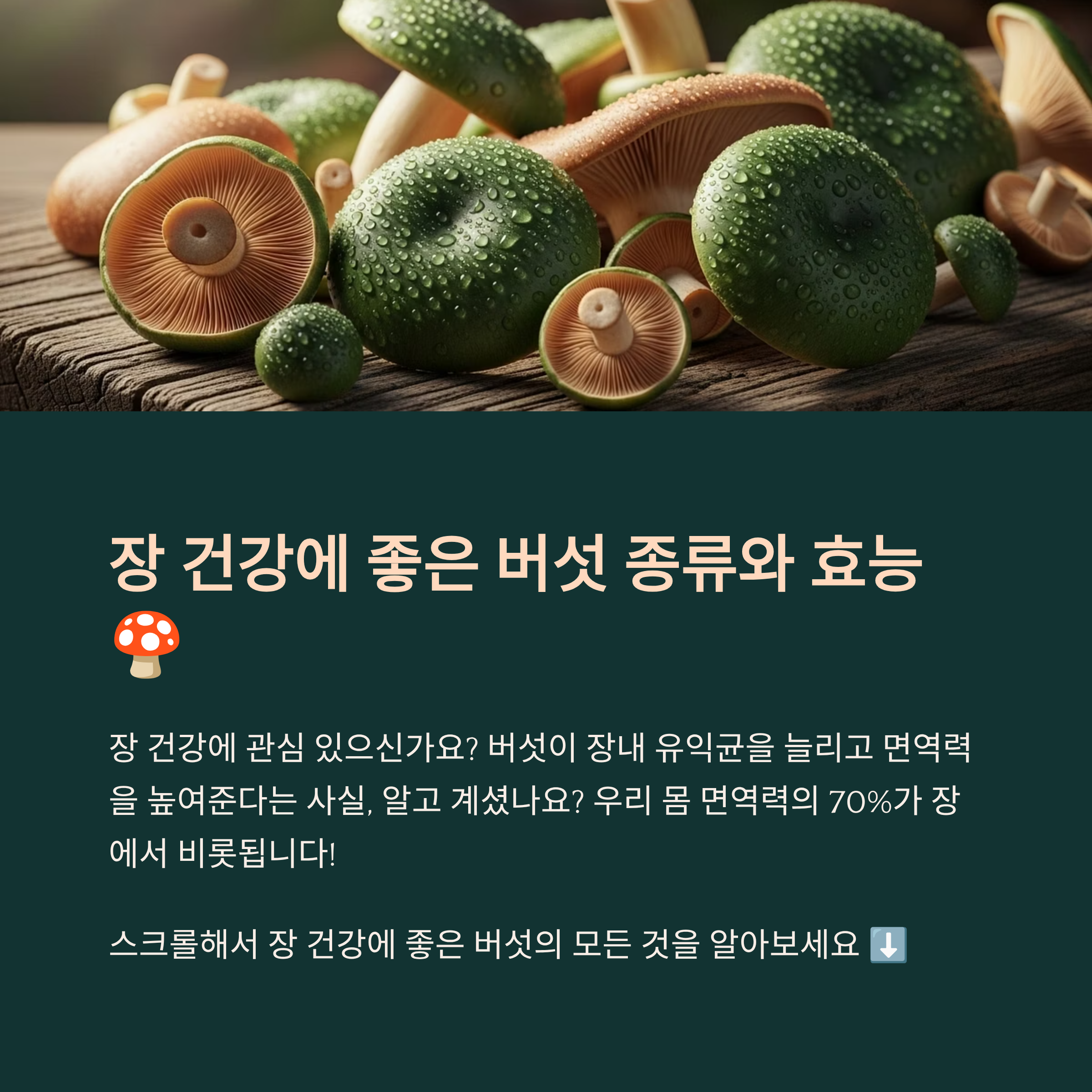 장 건강에 좋은 버섯 종류와 효능