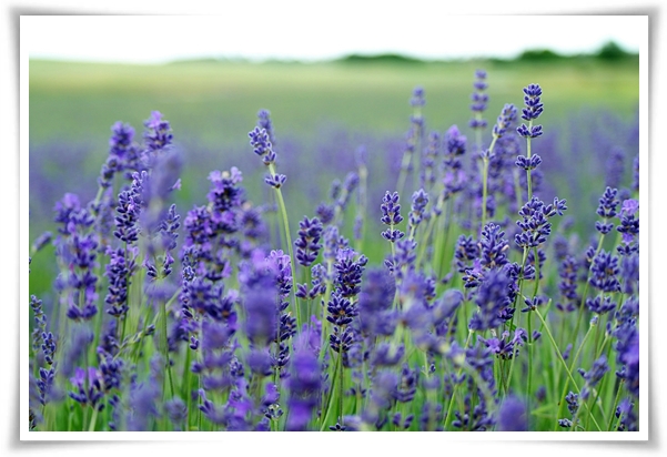 "라벤더" 향긋한 보랏빛 유혹, 자연이 선물하는 힐링과 영감의 향기!