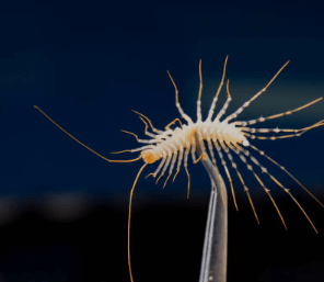 돈벌레 생기는 이유