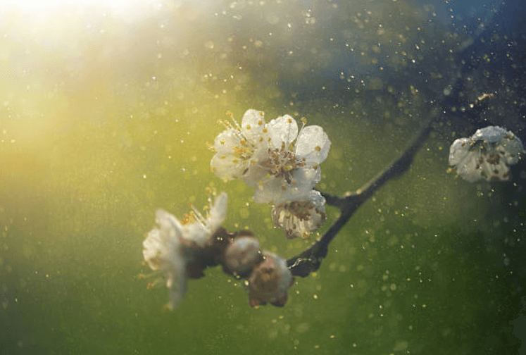 꽃가루 알레르기 치료법