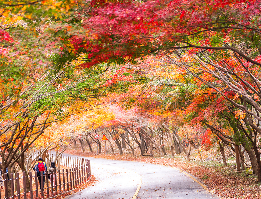 내장산