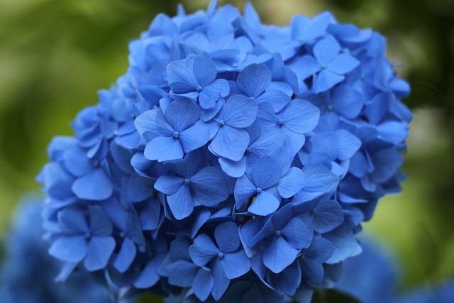 마노르블랑 수국축제