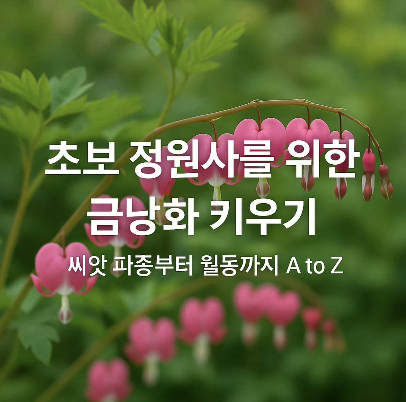 초보 정원사를 위한 금낭화 키우기, 씨앗 파종부터 월동까지 A to Z