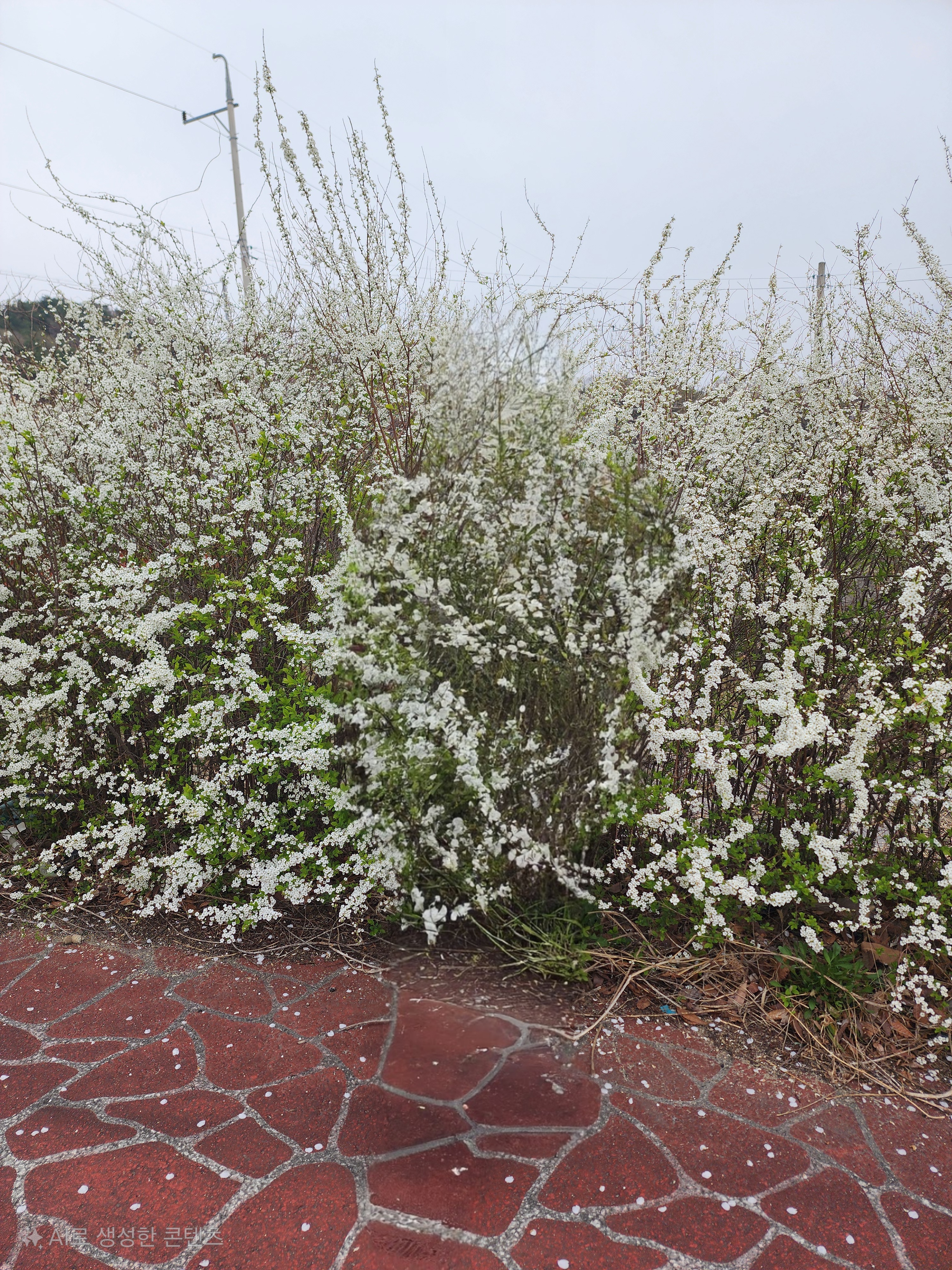 사람 키 정도의 조팝나무 높이